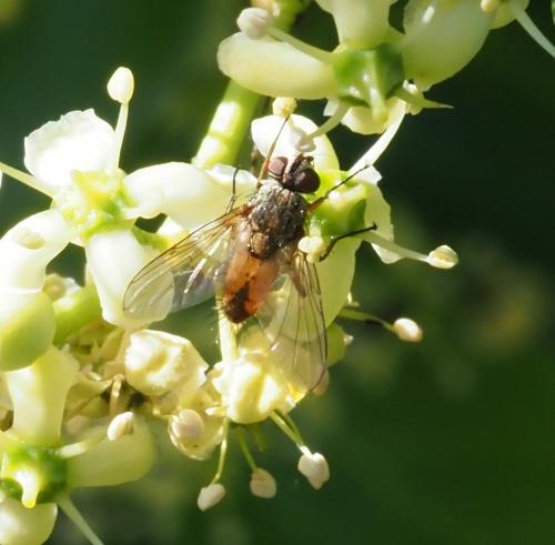 Fischeria bicolor